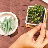 Plant Grow Fertilizer Sticks For Plants - 25 Stick Pack of 1